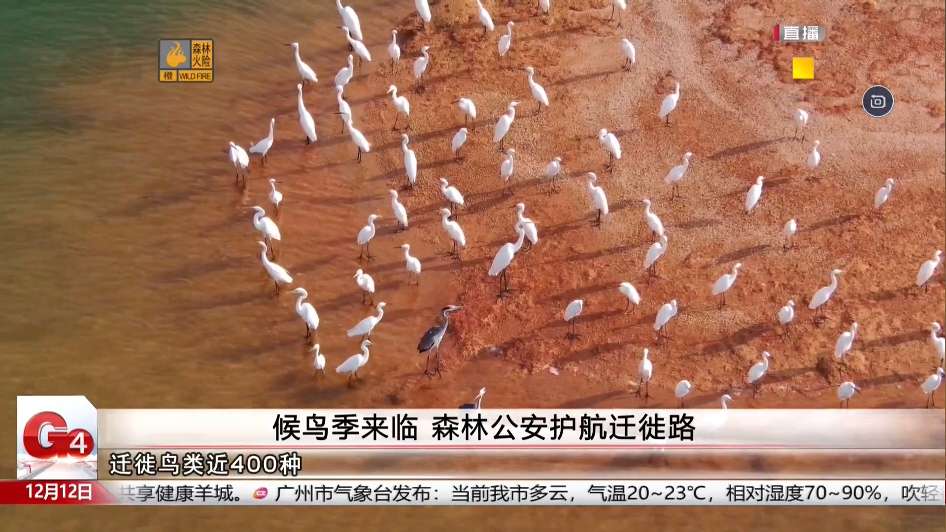 广州台新闻频道 G4出动 候鸟季来临 森林公安护航迁徙路