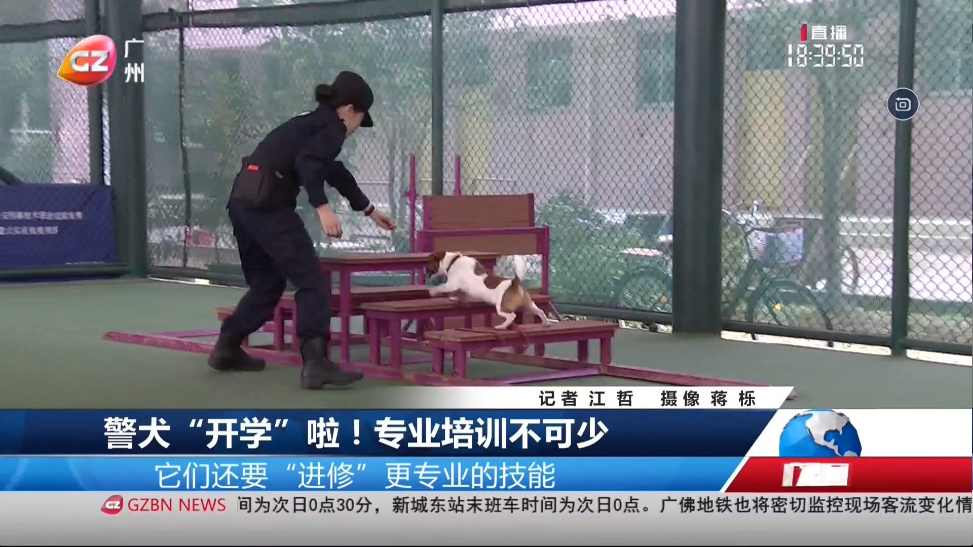 广州台综合频道 广视新闻 警犬“开学”啦！专业培训不可少